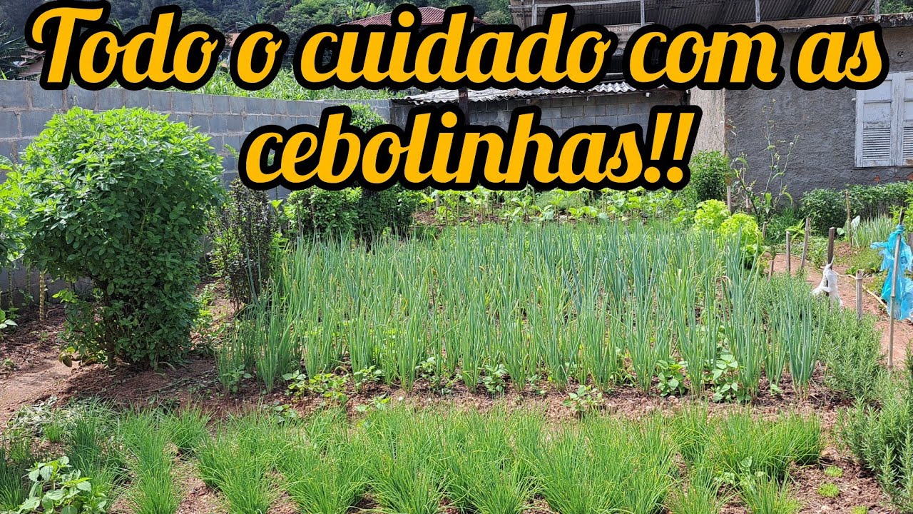 UM POUCO MAIS DE CUIDADO COM AS CABOLINHAS/FIZ A LIMPEZA DOS MATOS EM VOLTA DELAS 