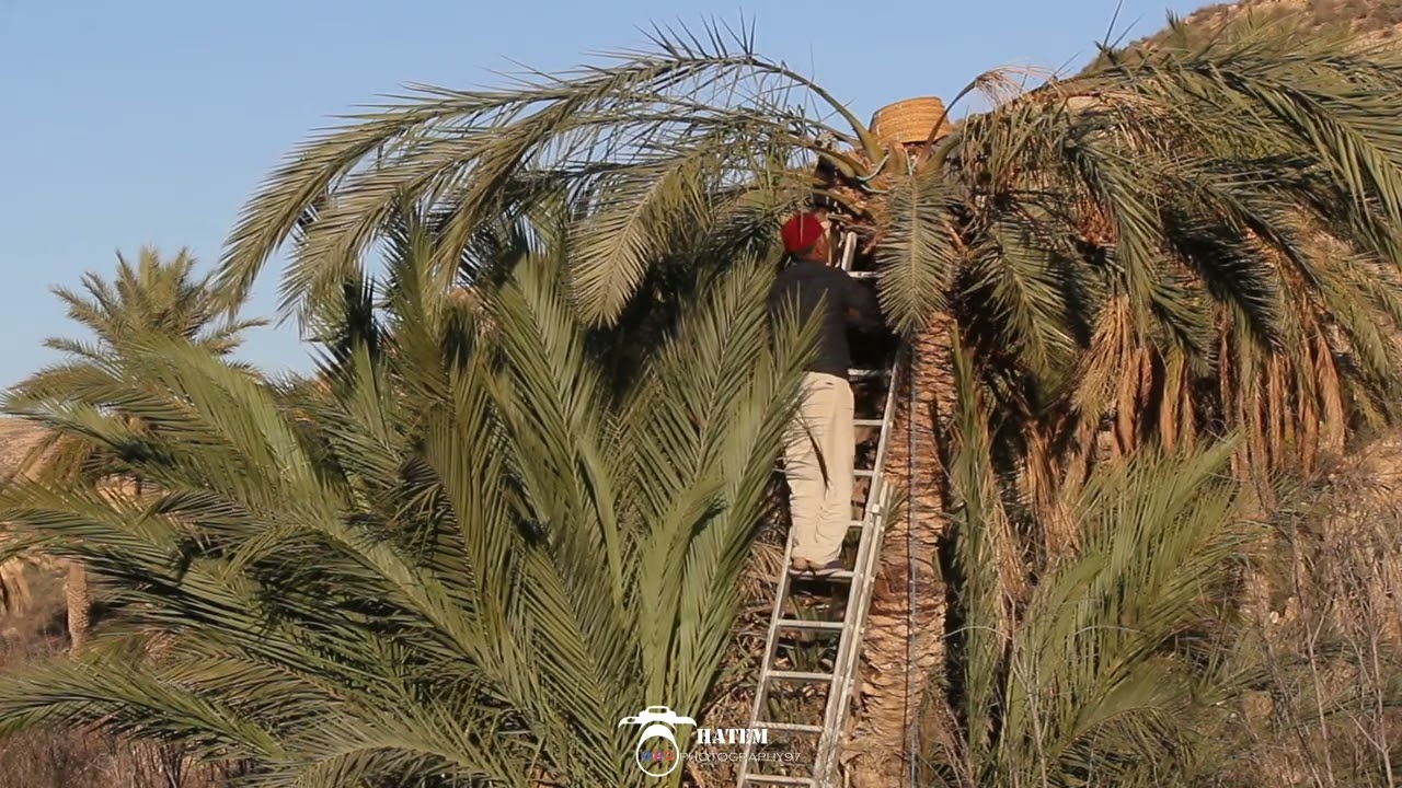 استخراج اللاڨمي #قصر #الحلوف#بني #خداش #مدنين