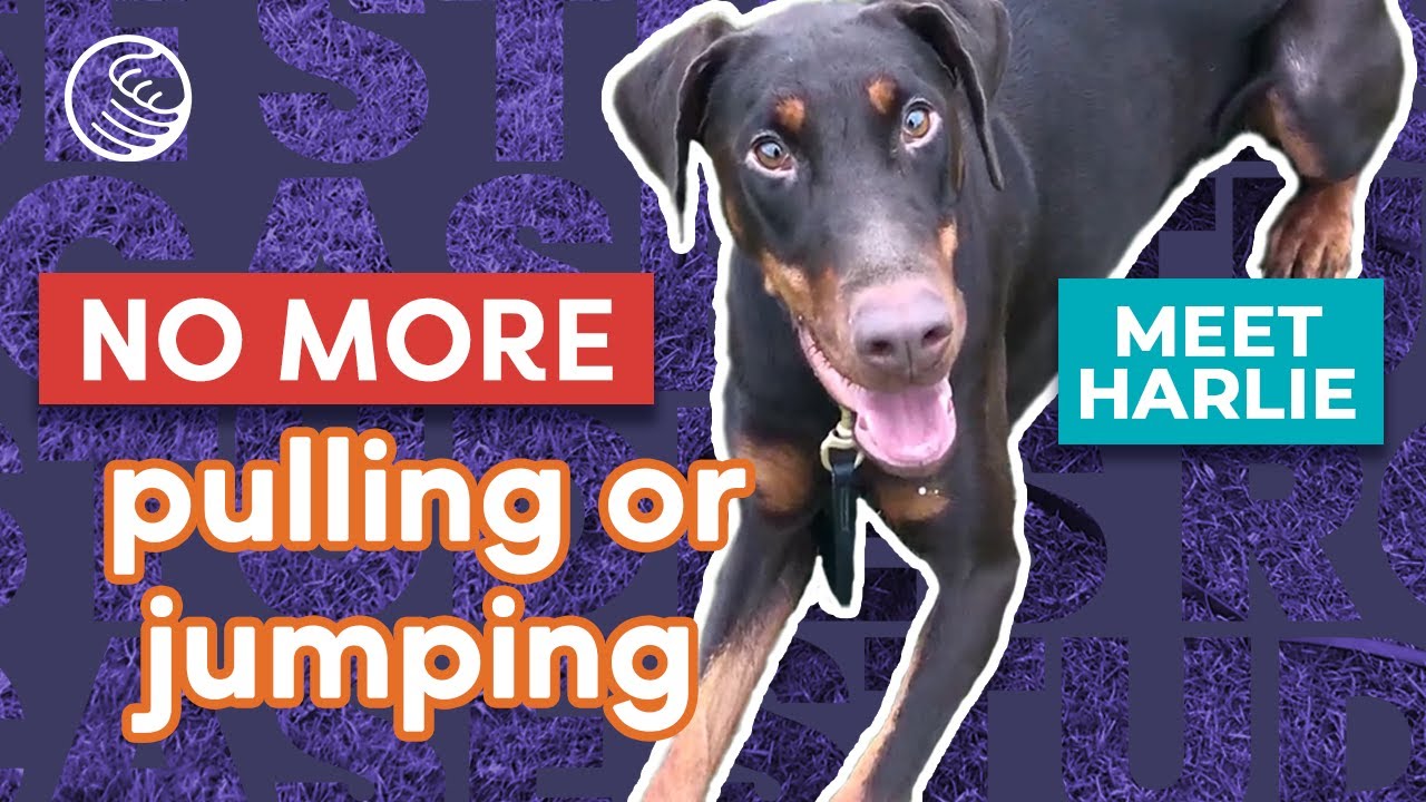 Harlie Case Study ❘ Young Doberman Learns it's More Rewarding to Follow Directions