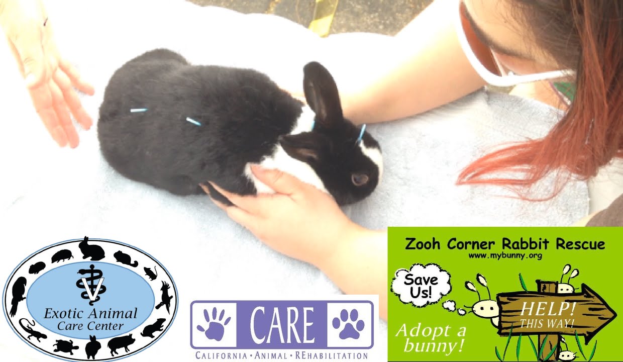Elderly & Disabled Rabbits 3 - CARE Acupuncture Demo