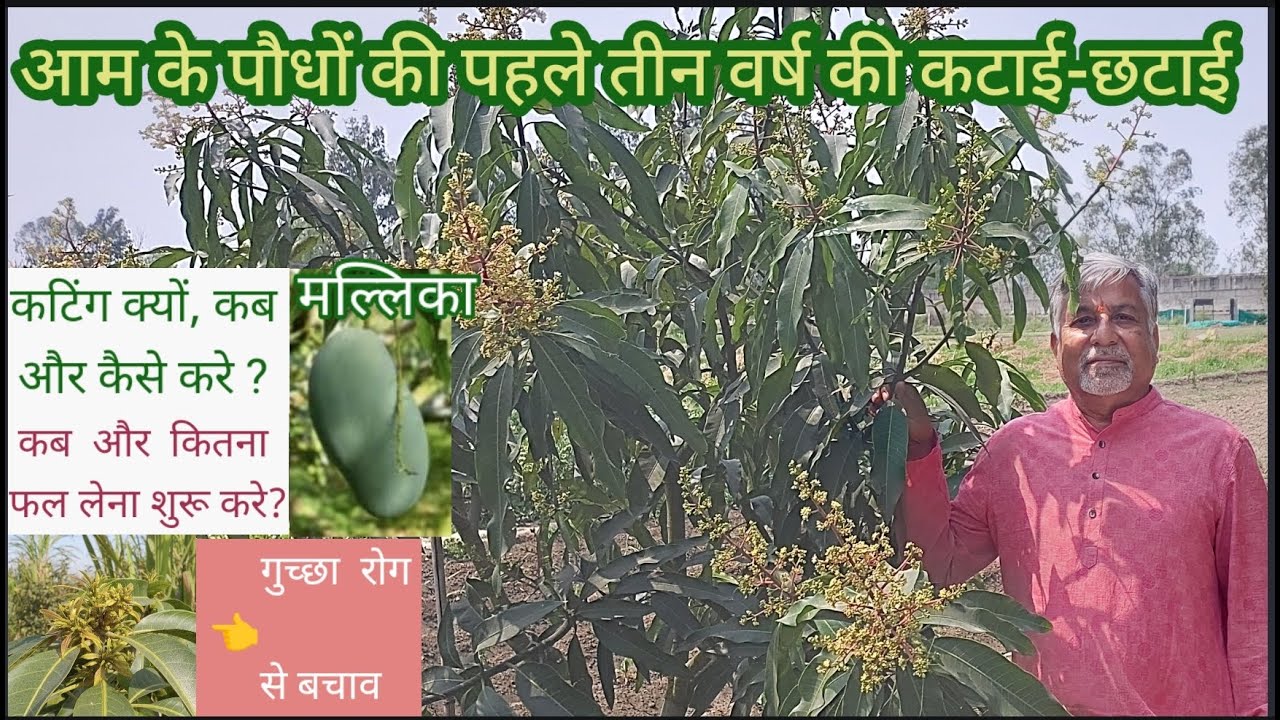 405. आम के पौधों की पहले तीन वर्षो की देखभाल, कटाई-छटाई और फसल. गुच्छा रोग से छुटकारा.  Mango care.