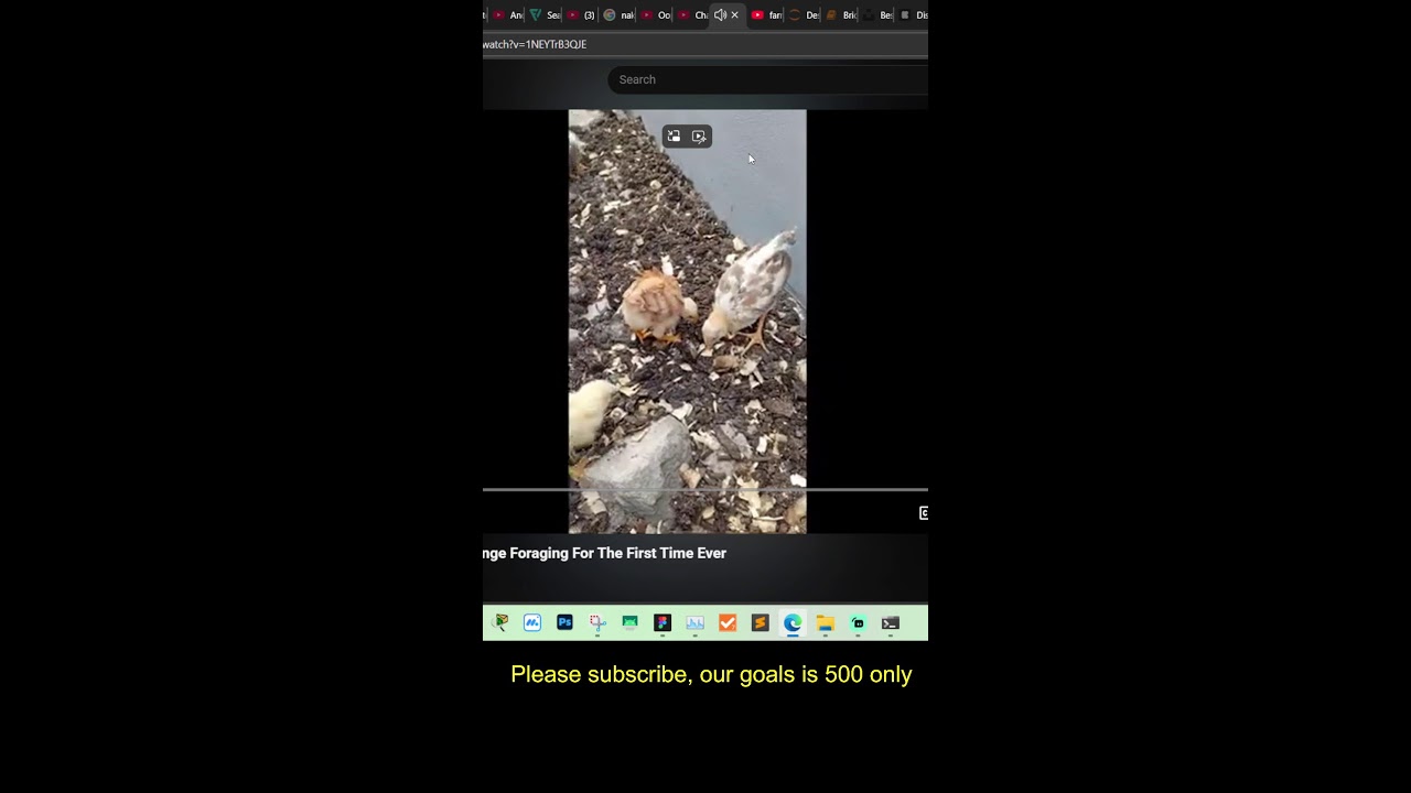 LIVE: Chicken Breeds | Reddit thread reviews