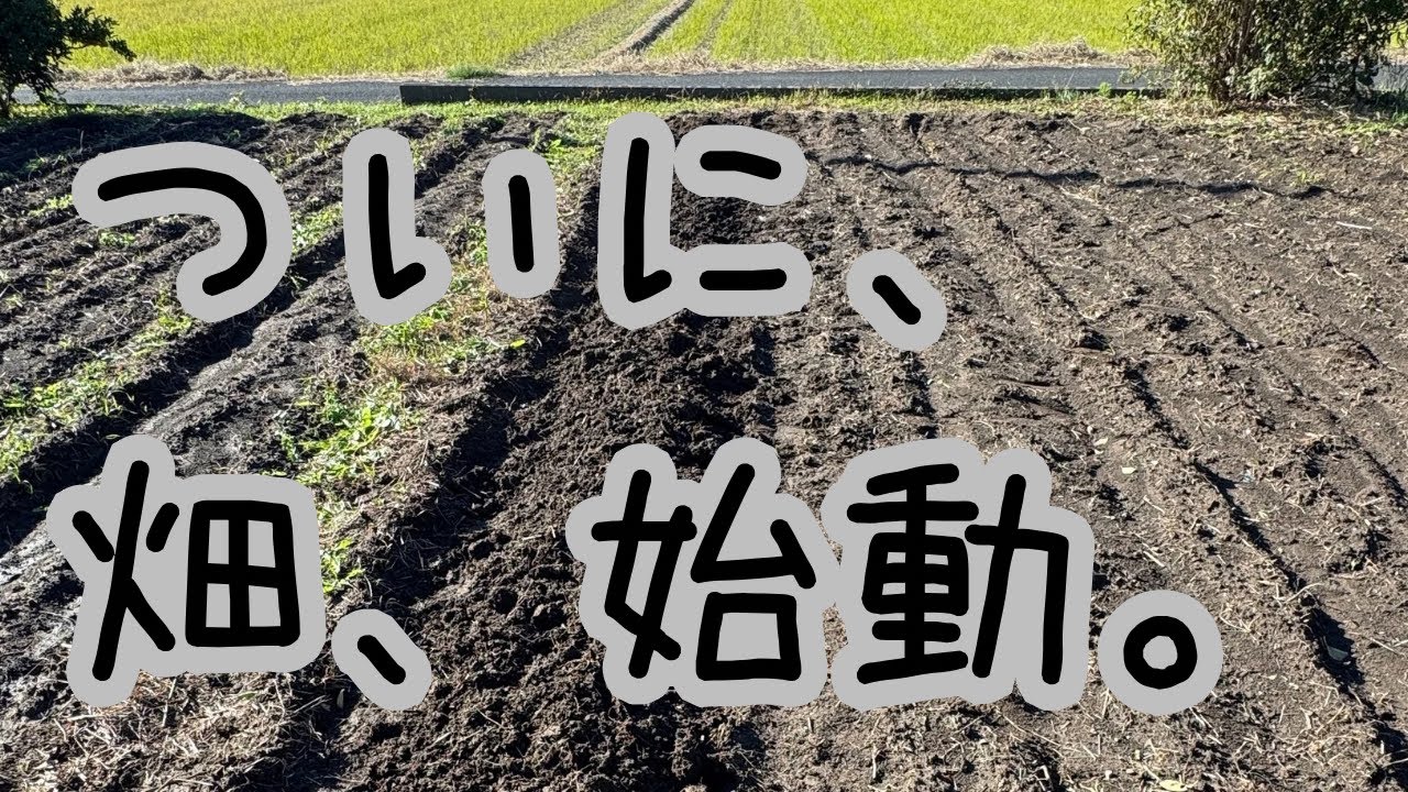 【ゆる自給】#4 開墾した畑で、ようやく始める家庭菜園｜11月初旬からの野菜