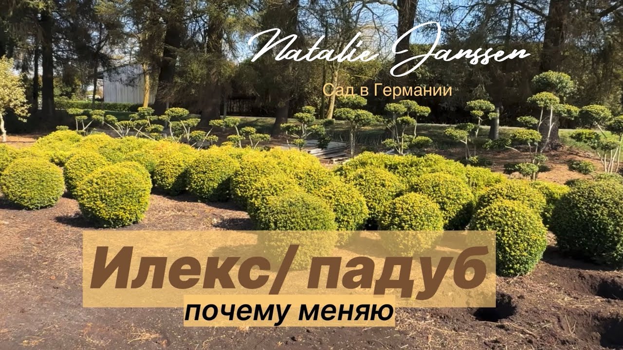 Снова в  питомнике 🌿 Замена 2-х кустов горного Илекса/ Ilex crenata 🌿 Пихта корейская Brillant