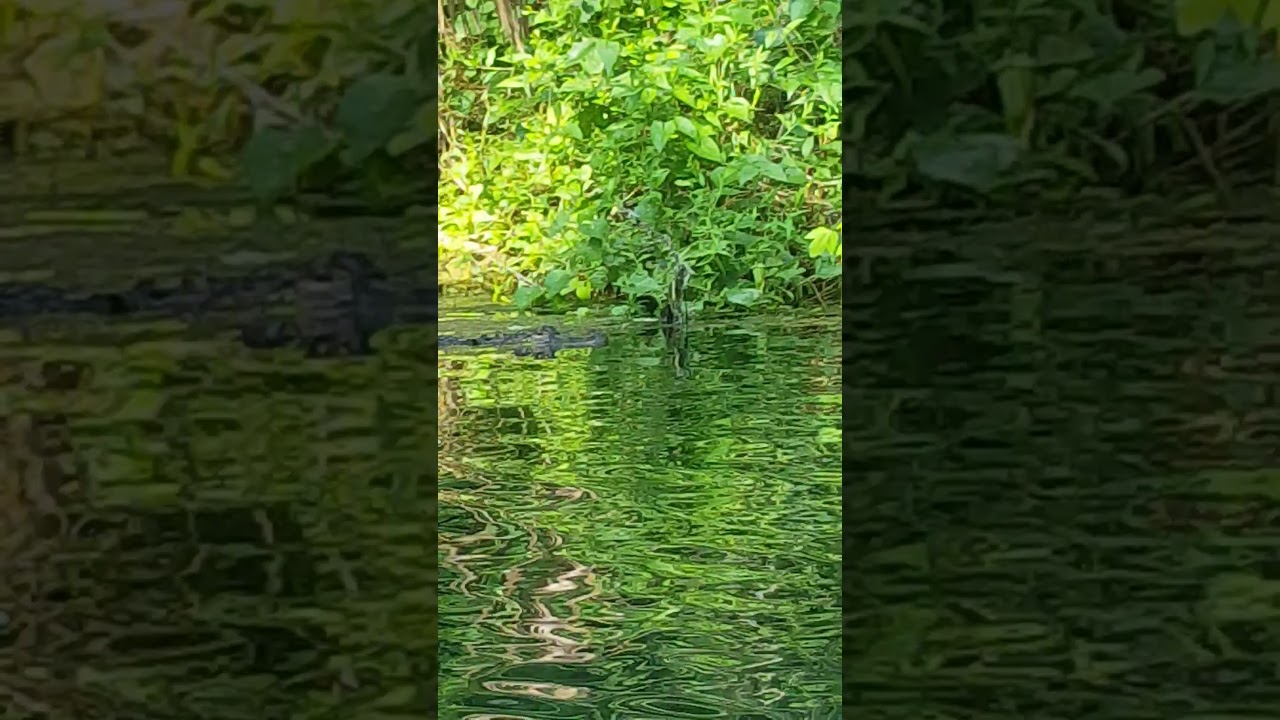 Wow... Krokodyl atakuje kajaki