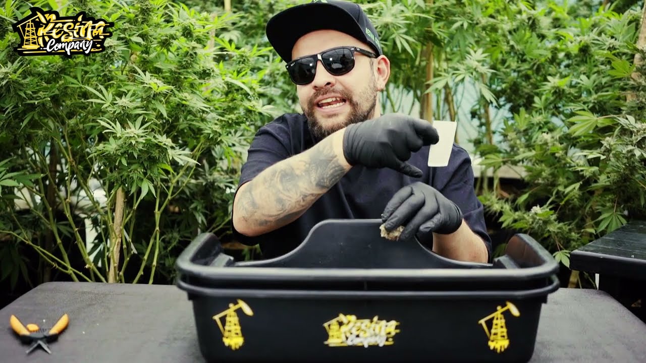 &iquest;C&oacute;mo tiene que estar mi marihuana para hacer Rosin?