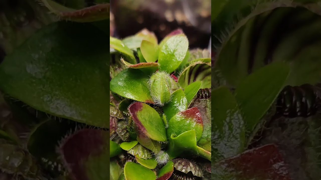 Cephalotus Pitcher Timelapse