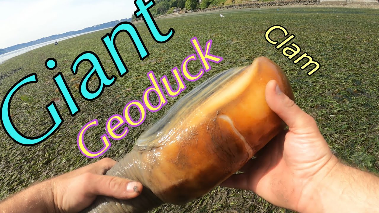 Giant Clam Geoduck Digging