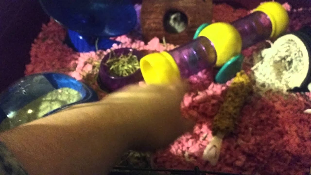 Alaska hamster cage review!