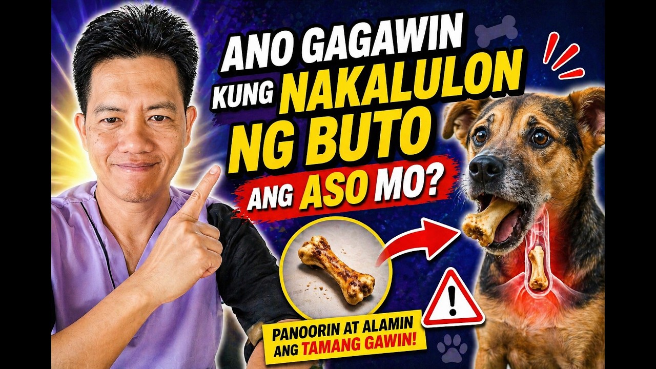 Ano Gagawin Kung Nakalulon ng Buto ang Aso Mo?