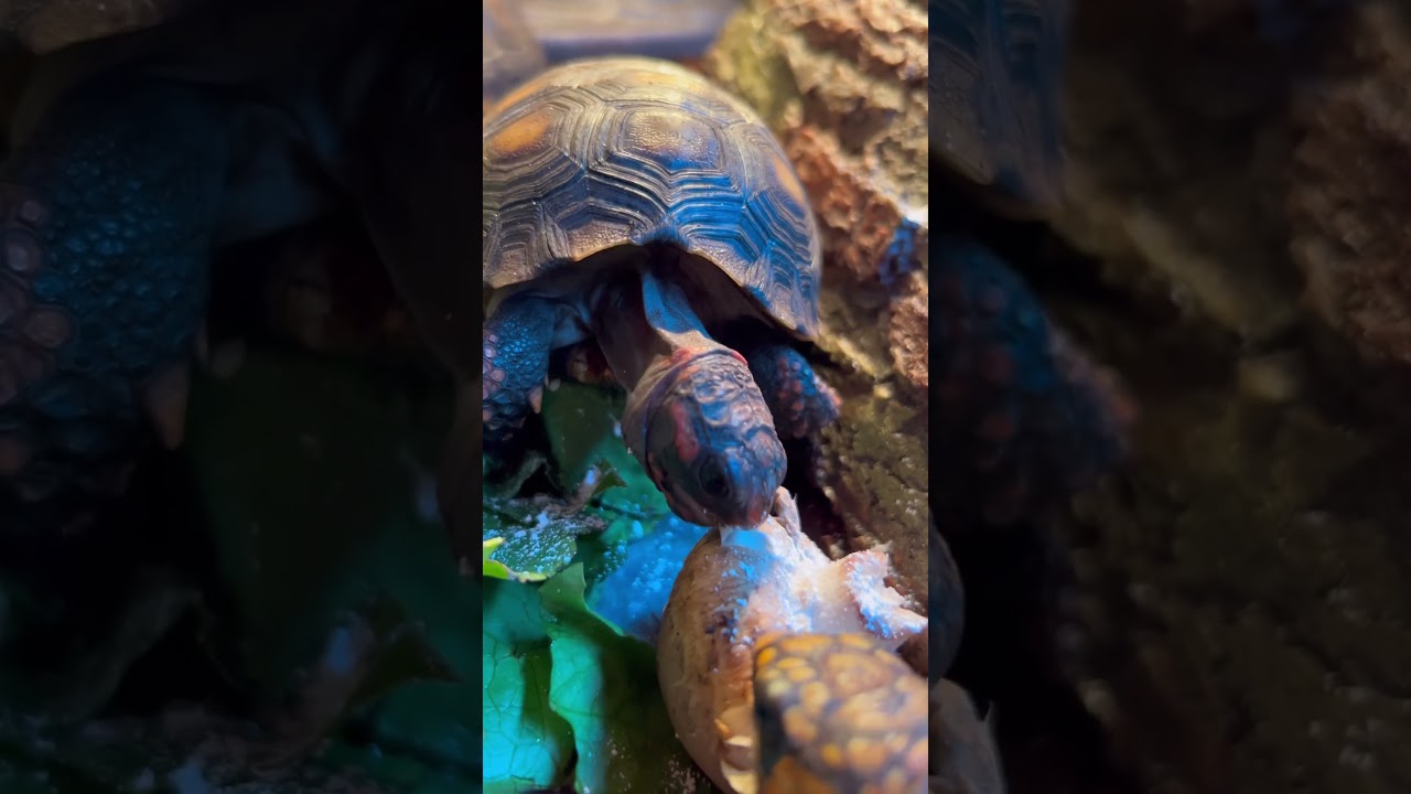 Tortoises Enjoying Breakfast! #youtubeshort #fyp #cherryhead