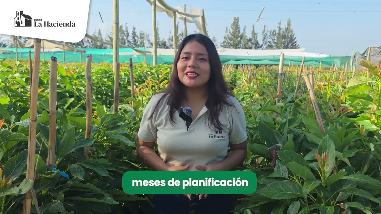 Los plantones de palta Hass ya están en casa, listos para dar inicio a nuestro proyecto piloto. 🌱