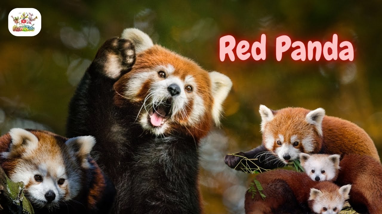 Meet the Red Panda!  Fun Facts for Kids