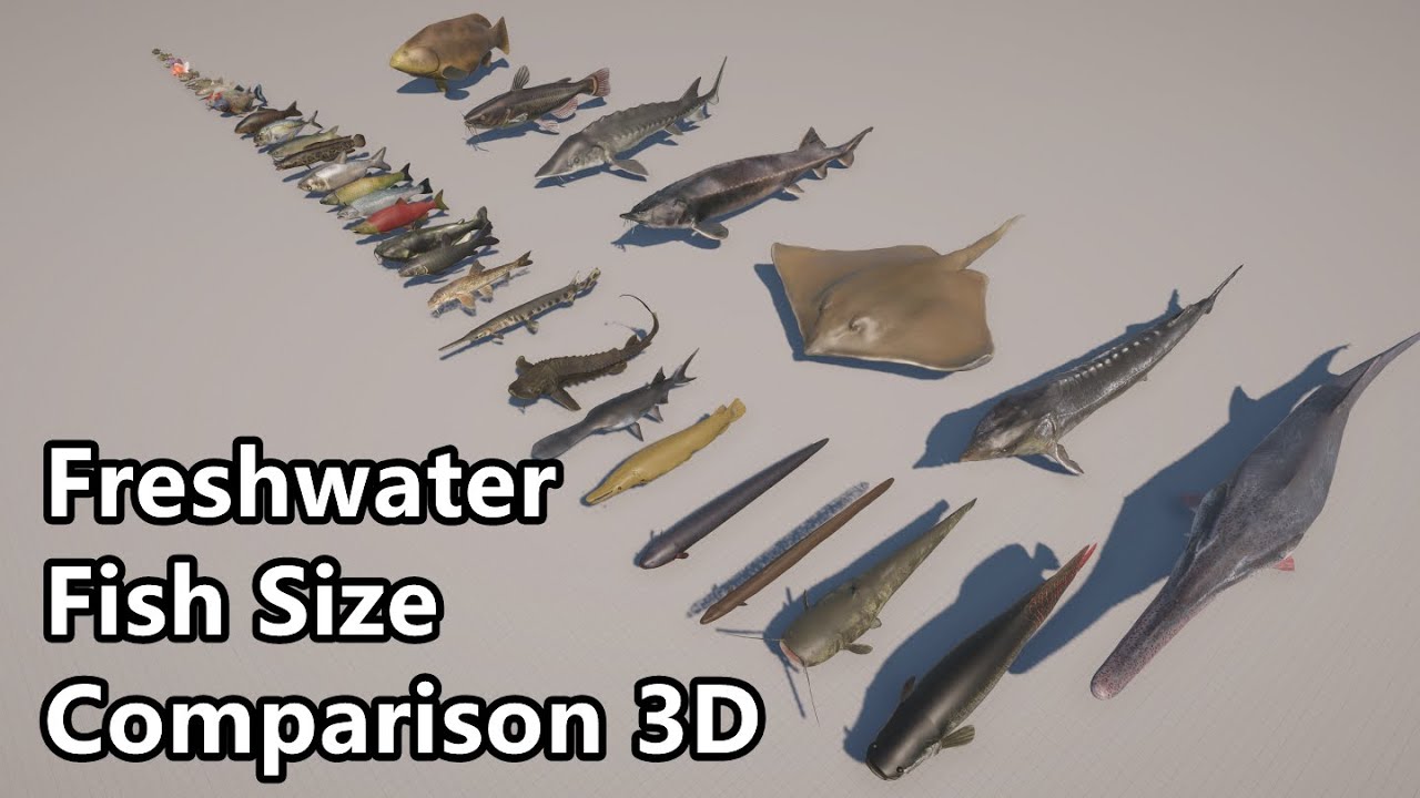 Freshwater Fish Size Comparison 3D