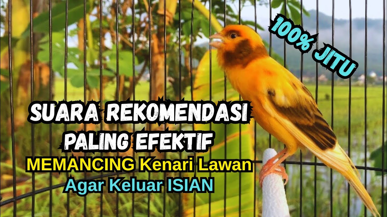 Kenari gacor NGEROL PANJANG cocok untuk PANCINGAN KENARI PAUD bikin BURUNG KENARI GACOR PANJANG