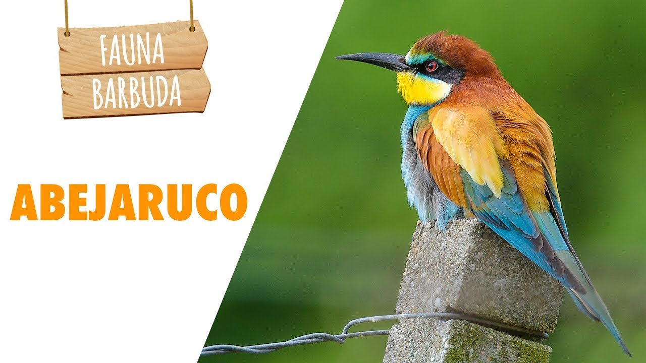 Un arcoiris con alas, el abejaruco (Merops apiaster) | FAUNA BARBUDA 50