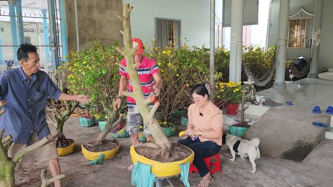 Mùng 4 Tết chị Thu 0963265204 phôi mai bonsai hoành to giá nhỏ