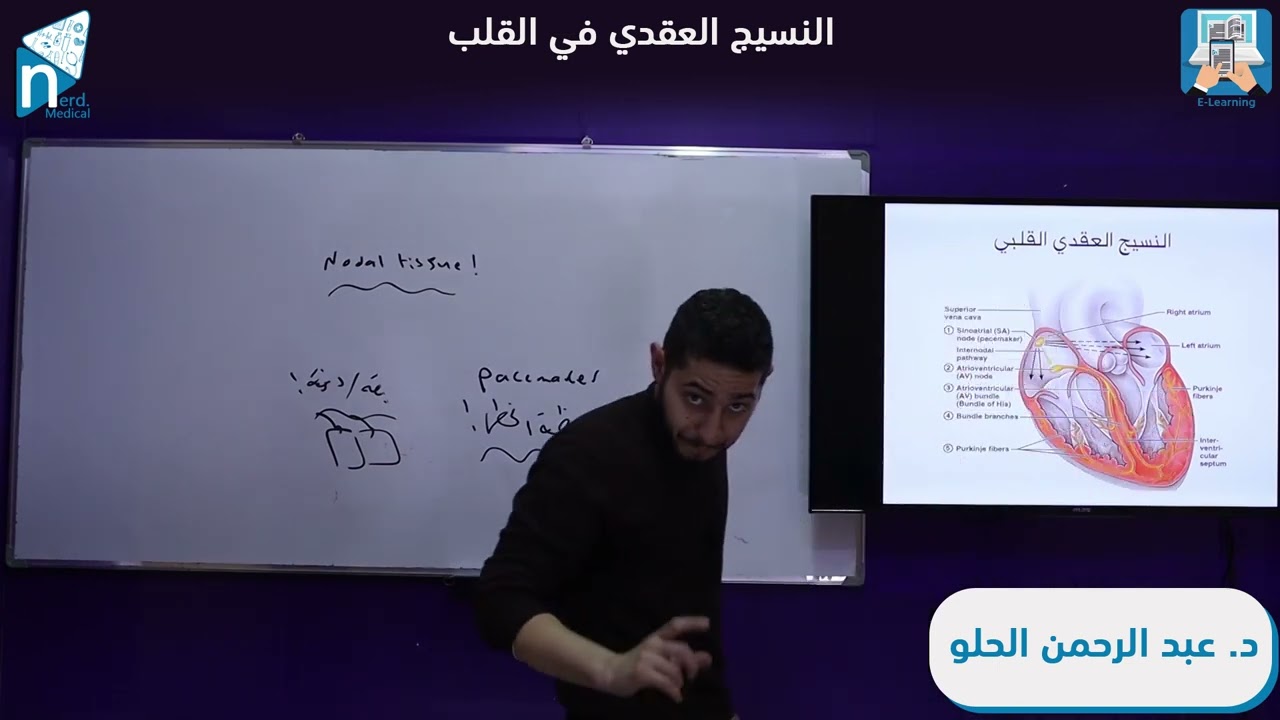 الفيزيولوجيا الطبية ـ القلب (3) النسيج العقدي في القلب