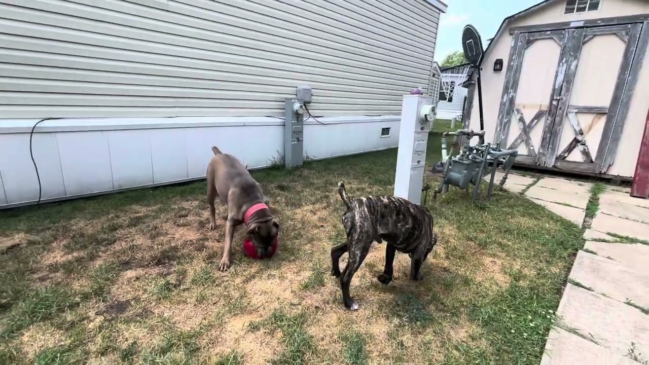 Bedroom break with the hounds…..  Kojo made  6 months July 9th ..katara turned 5yrs olds may 20th