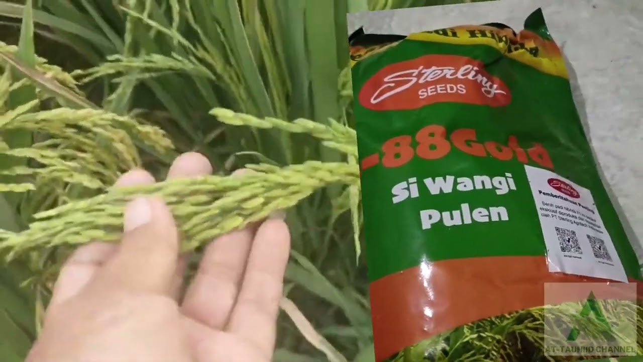 Padi Hibrida B 88 GOLD Brand dan Kemasan terkini