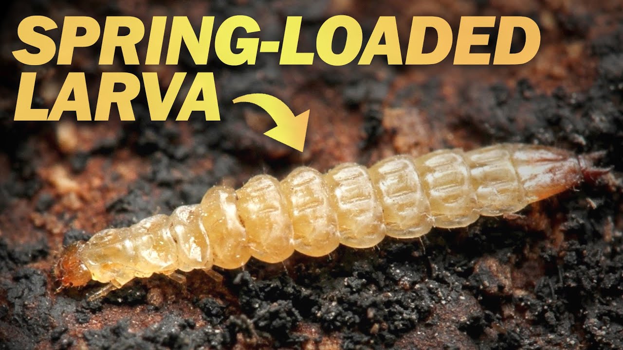 This Insect Jumps Like Nothing Else on Earth!