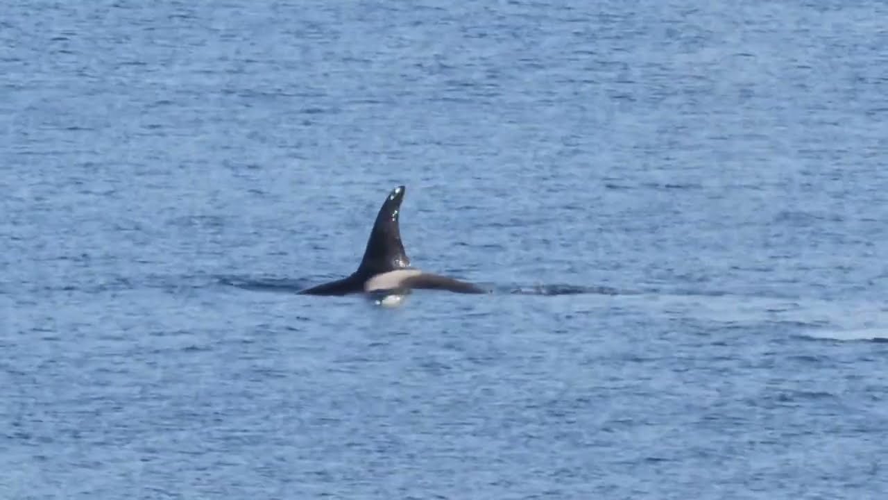 ORCAS. T049 pod. Nanaimo District, Vancouver Island. November 7th, 2025. Unforgettable!