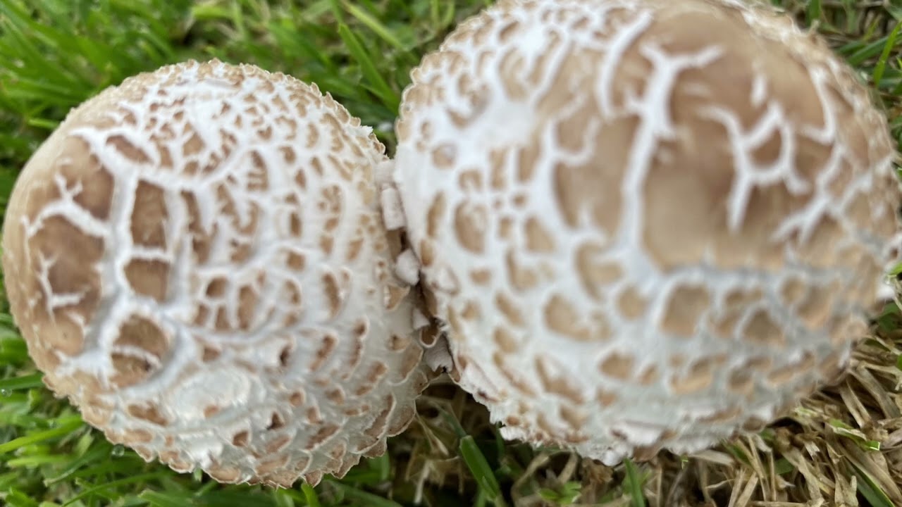 Beautiful Mushrooms 