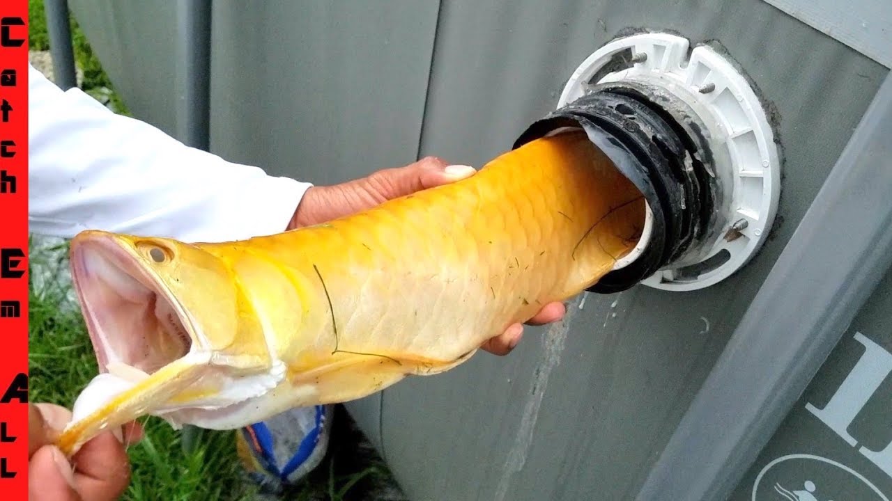 DEAD FISH MISTAKE on $3000 ALBINO AROWANA!