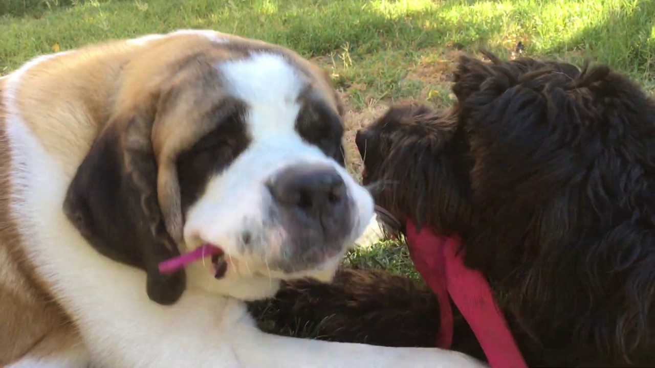 Aim&eacute;e, a 13-month-old Saint Bernard playing with Pink in the yard