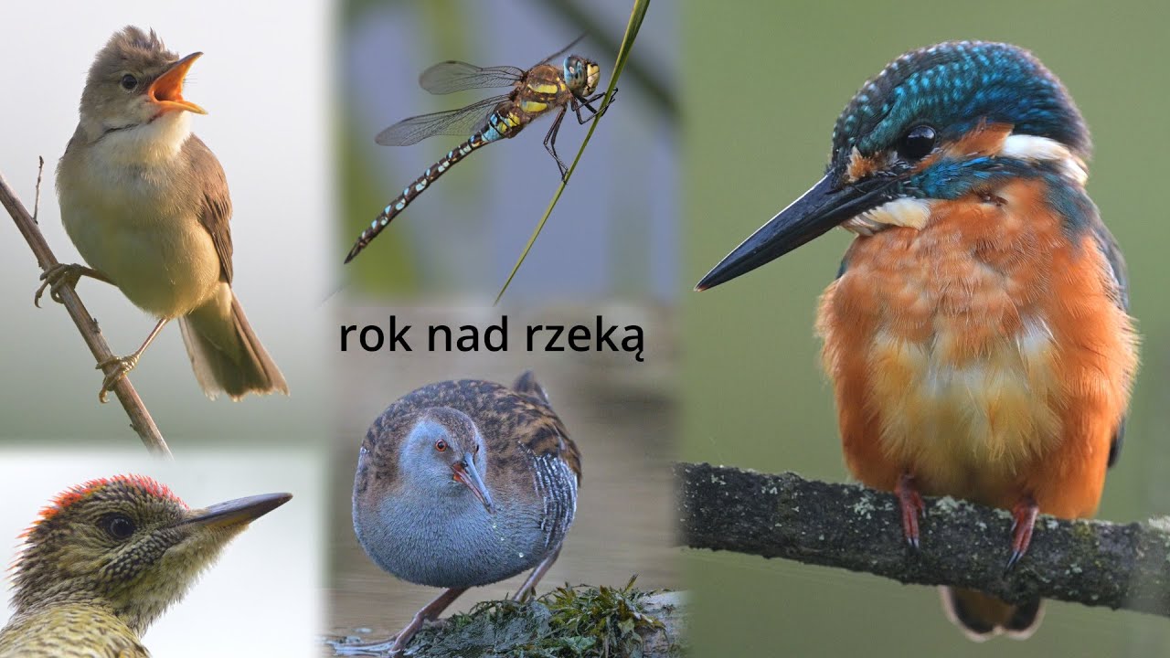 rok nad rzeką - nie tylko o zimorodku