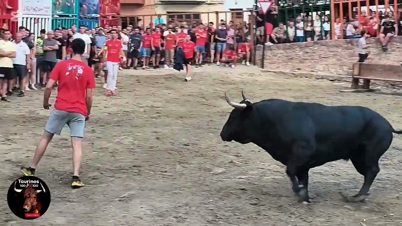 VILLAFAMES ( CS ) 22-8-2025 TORO CERRIL DE D. ALVARO NÚÑEZ 