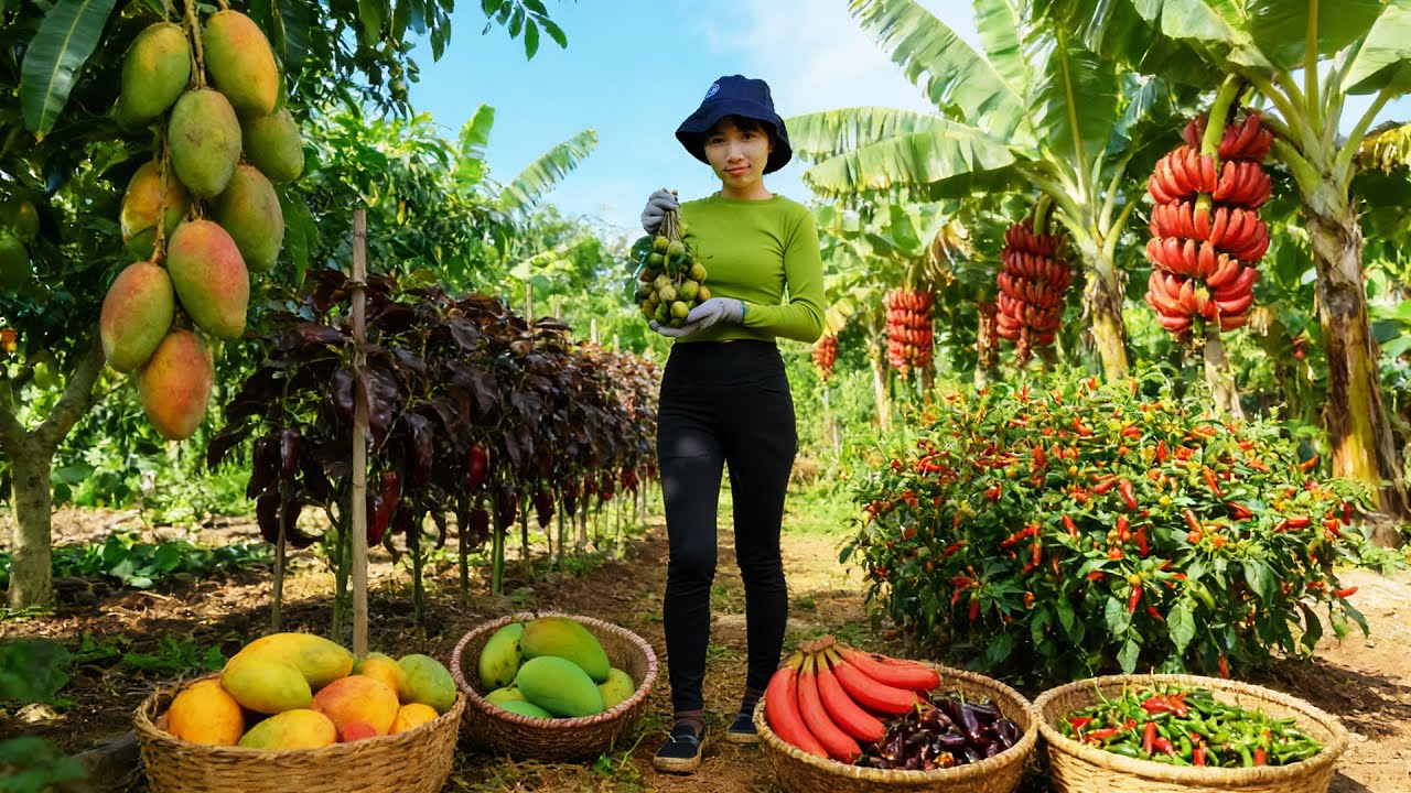 Harvest, Sell, Cook With: Ambarella, Mango, Red Banana, Chocolate Chili, Bird&rsquo;s Eye Chili - Farm