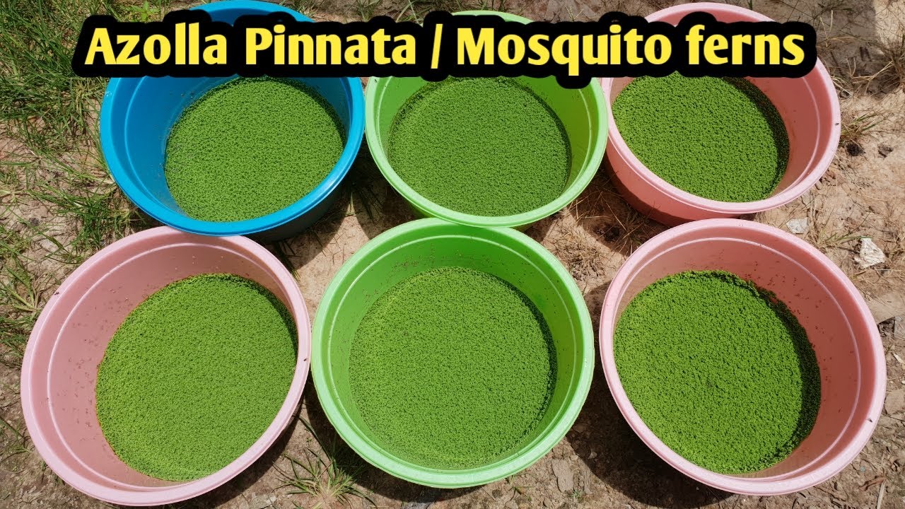 How to plant azolla aquatic plants at home in small scale / Azolla plants for chicken food