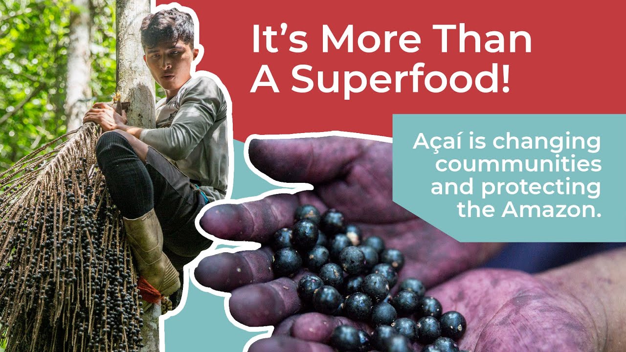 Watch How Açai is Harvested and Changing Lives in the Amazon!