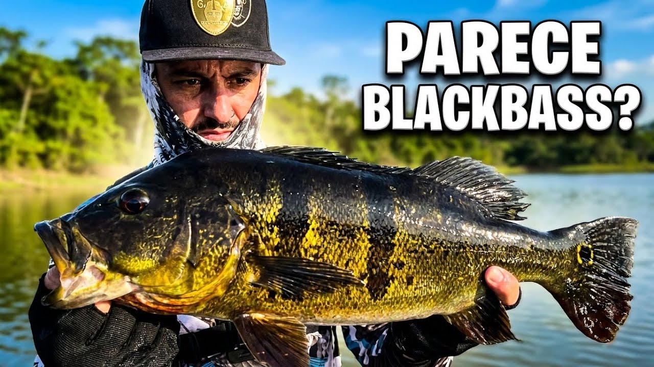 TUCUNARÉ que parece BLACKBASS, e teve CORVINA BRUTA no fim da pescaria 🎣 