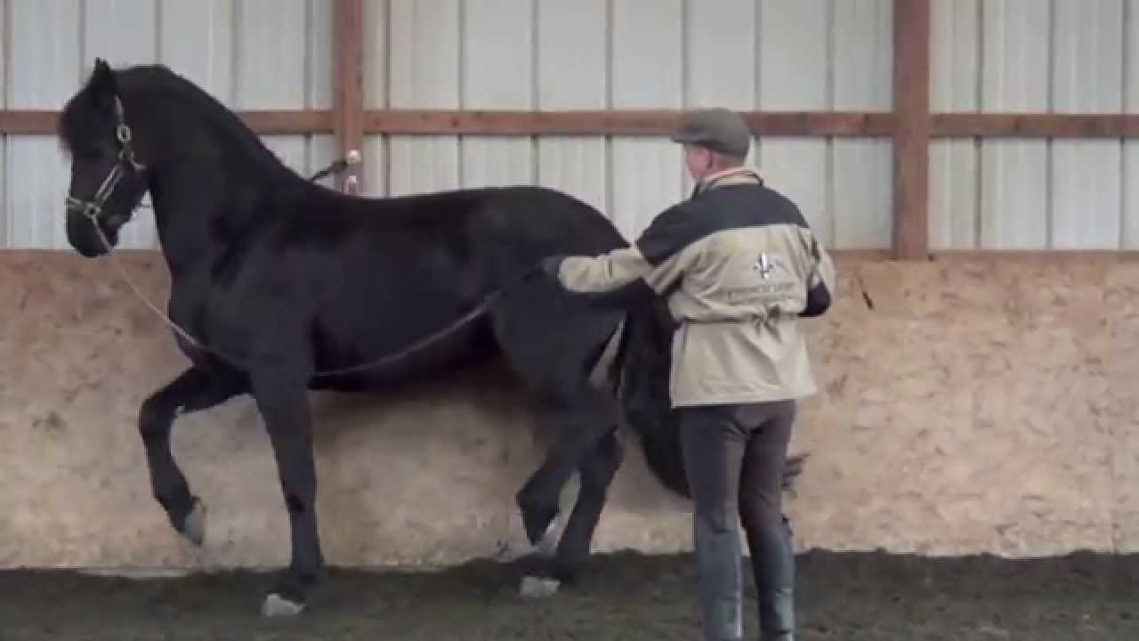 Piaffe training with David Donnelly at French Light Dressage