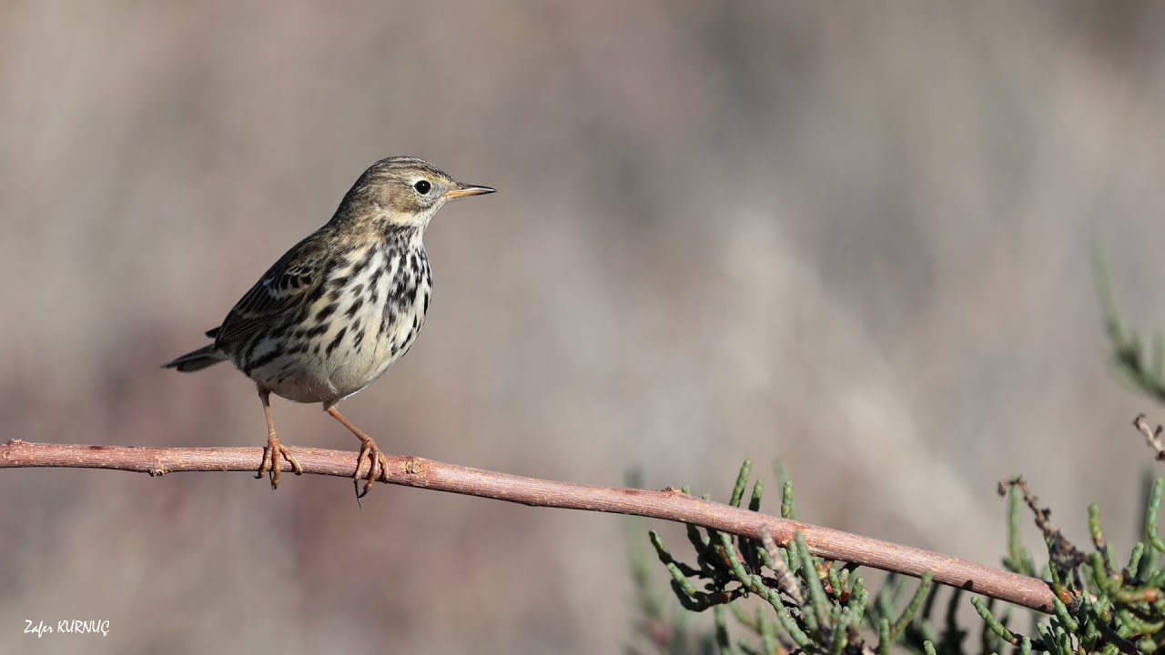 Çayır incirkuşu [ Meadow Pipit » Anthus pratensis ]