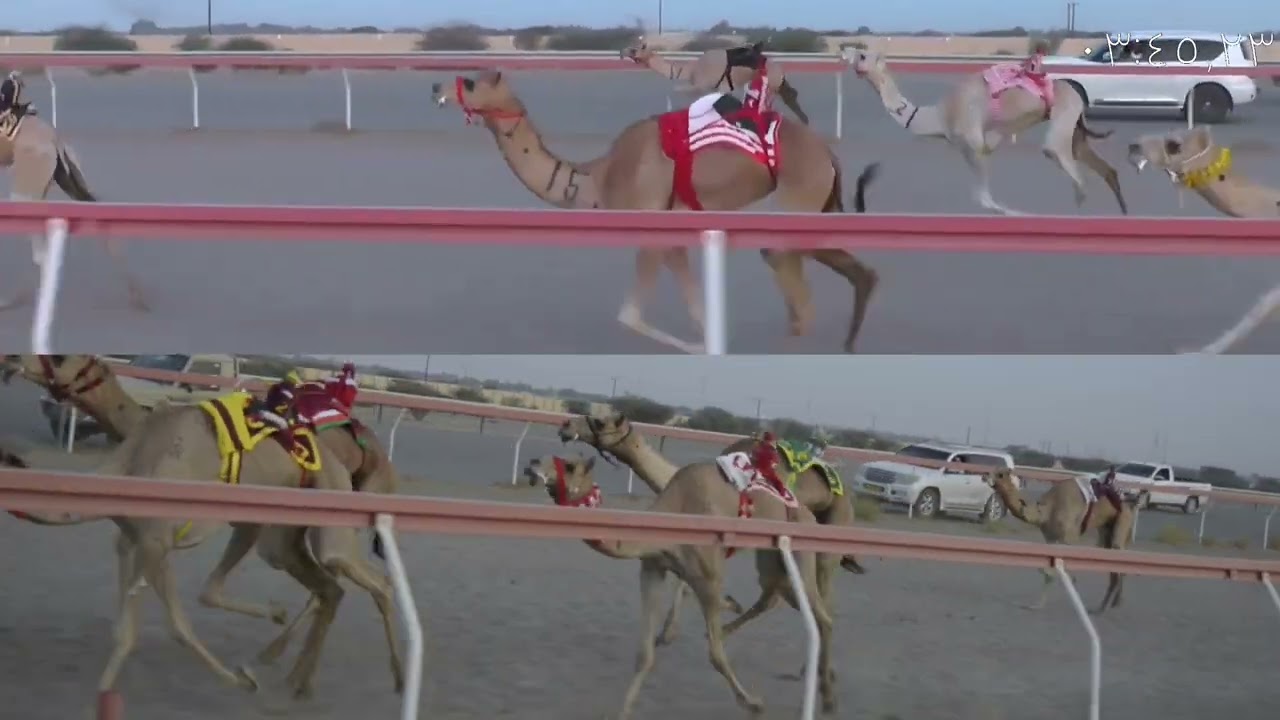 ميدان فليج ١٤/٩/٢٠٢٣ شوط ٢