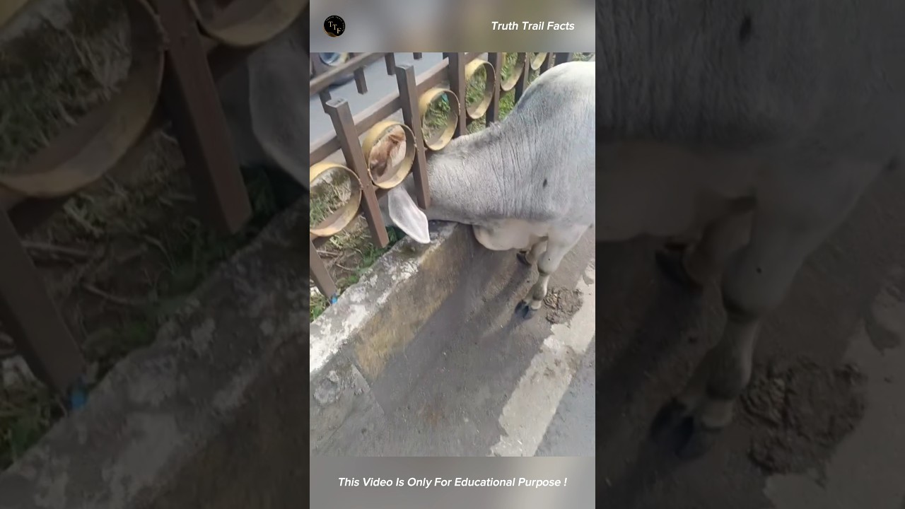 People Save a Cow Trapped Between Metal Bars 🐄 #humanity #rescue #tamilshorts #trending