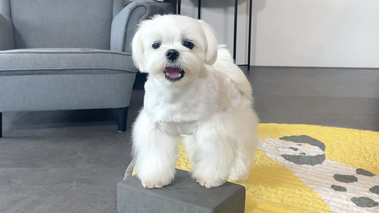 Maltese Puppy loves this Brain Game 🧩 🐶