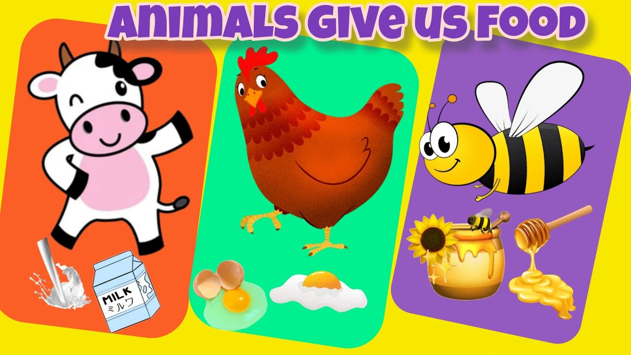 what Animals give us|food from animals|uses of animals.
