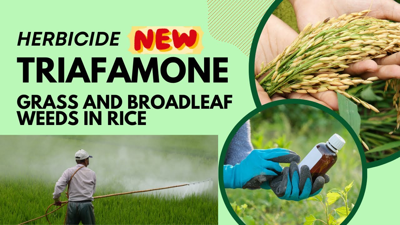 Triafamone: Advanced Herbicide for Effective Weed Control in Rice Cultivation