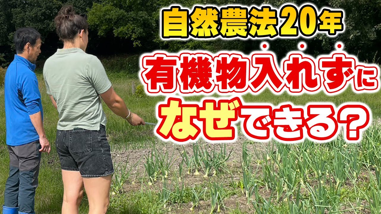 【自然栽培265】堆肥が大量に入った畑から、自然栽培へ。誰にでもできる自然農法！