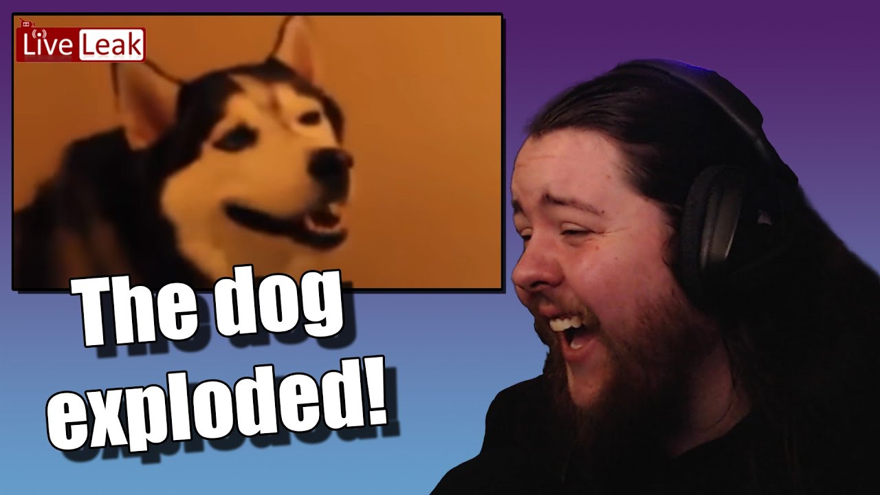 You LAUGH, You LOSE but the dog EXPLODES