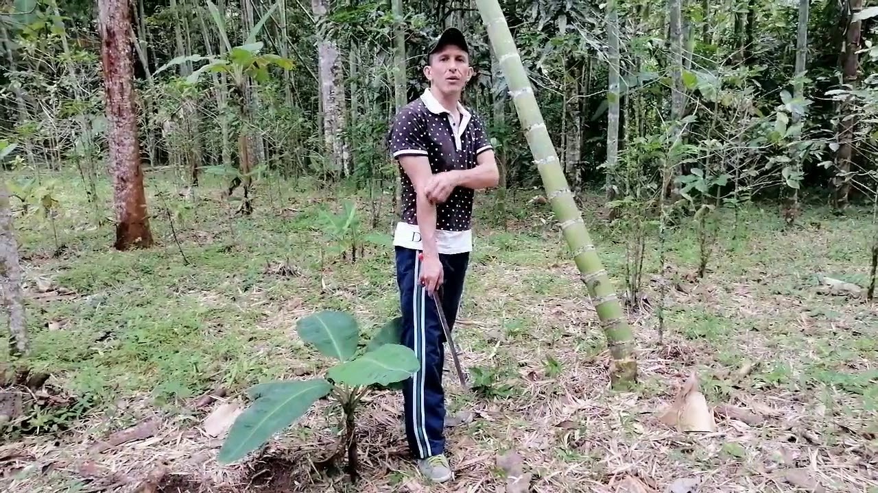 CORTE DE GUADUA (BAMBÚ) Y RESPECTIVOS CUIDADOS.