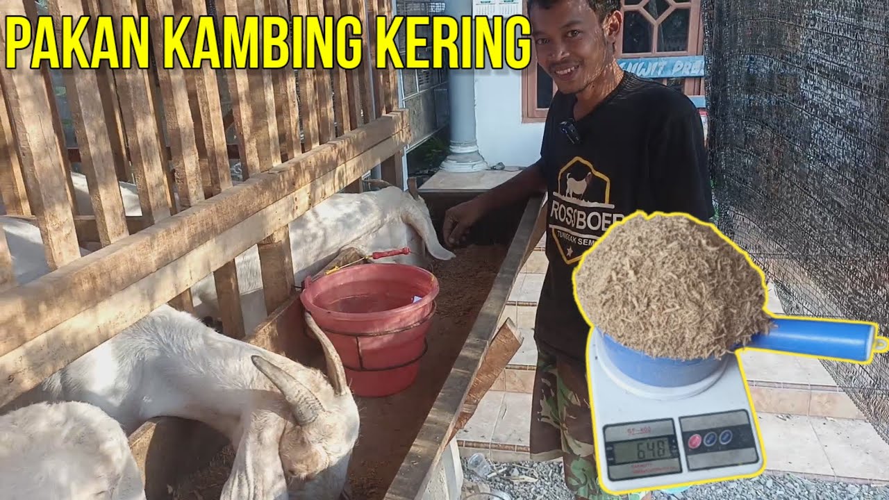 TERNAK KAMBING PAKAN KERING SANGAT MUDAH DAN RINGAN | PRASODJO FARM KEDIRI