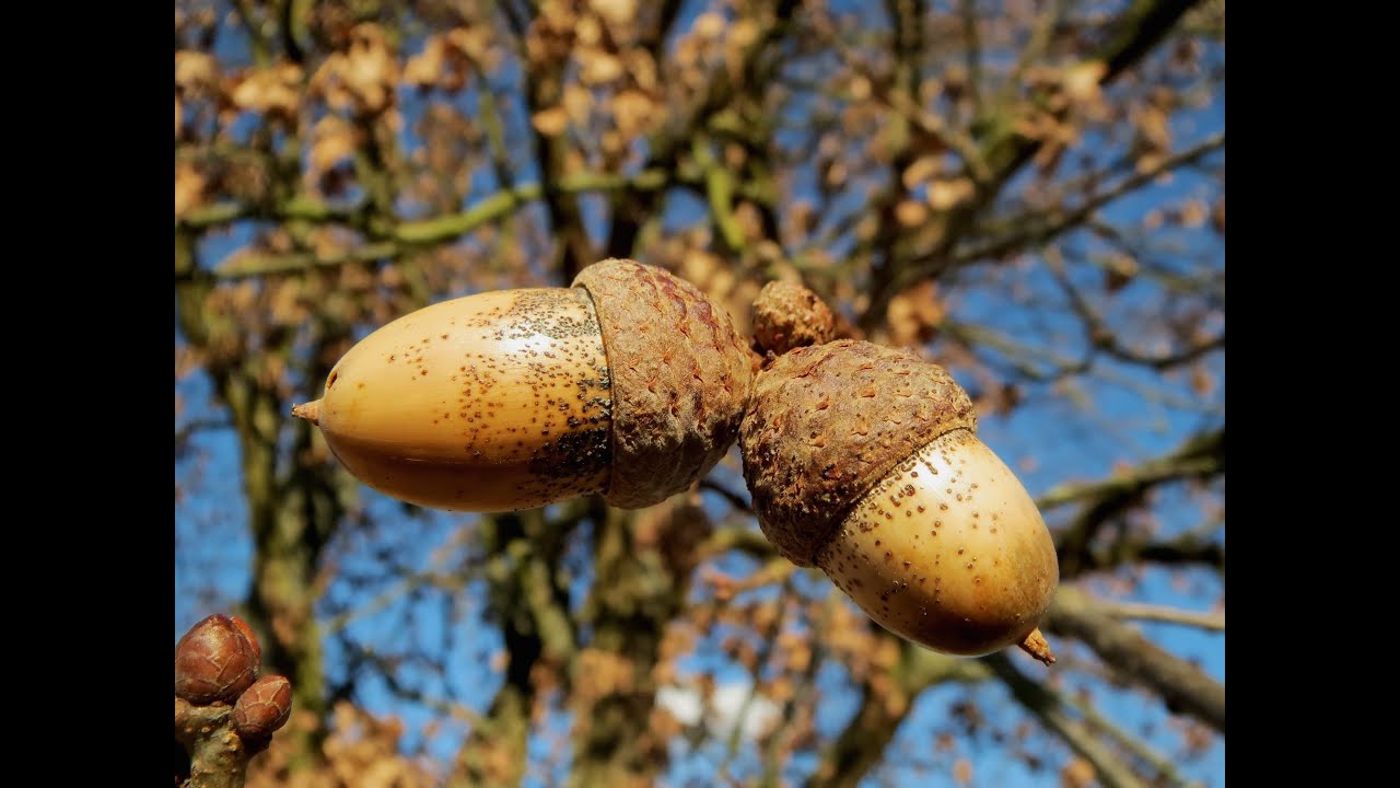 Bonsai: Growing an Oak from Seed