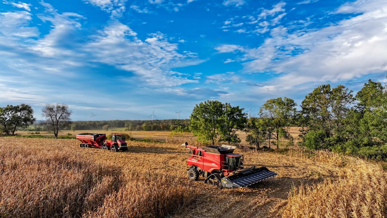 Wisconsin Fall Corn Harvest | Case IH 8250 Combine
