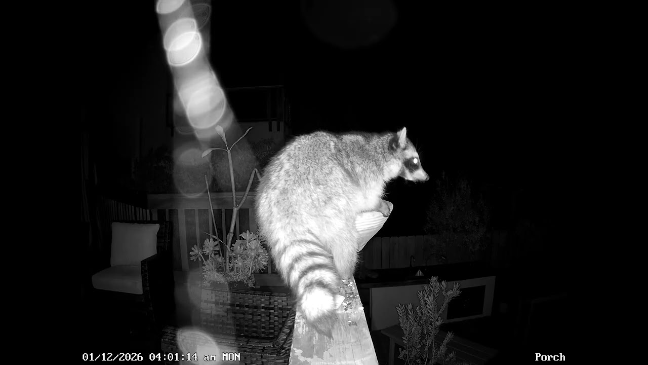 2026 January Raccoon enjoys a gingerbread house