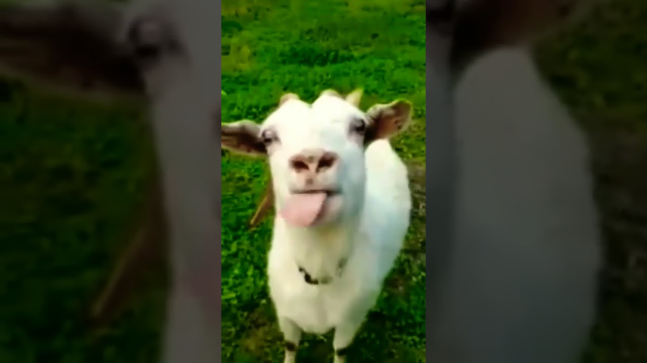 How is the goat speaking 😂😂#viral #trending #funny #shorts #comedy #shortsvideo #ytshorts #comedy